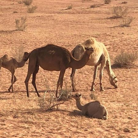 Authentic Bedouin Camp وادي رم المظهر الخارجي الصورة