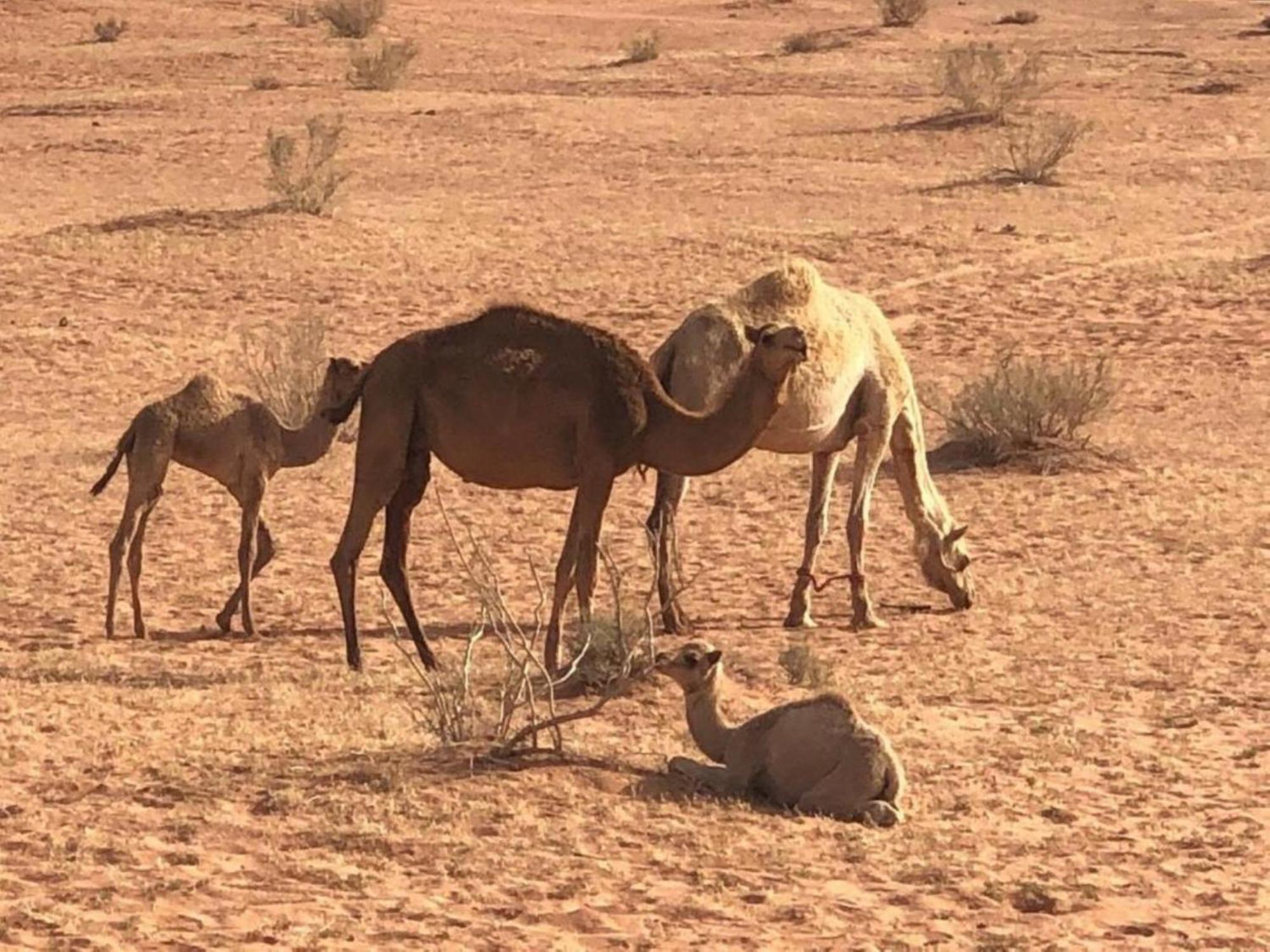 Authentic Bedouin Camp وادي رم المظهر الخارجي الصورة